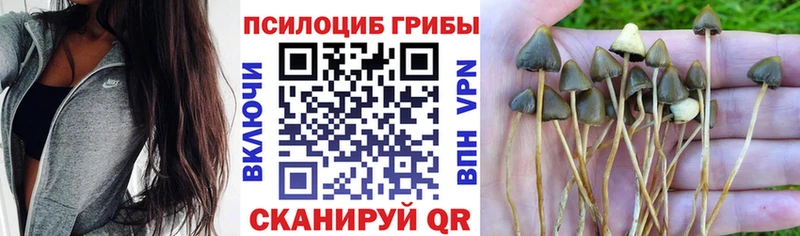 Псилоцибиновые грибы мицелий  наркотики  Зубцов 